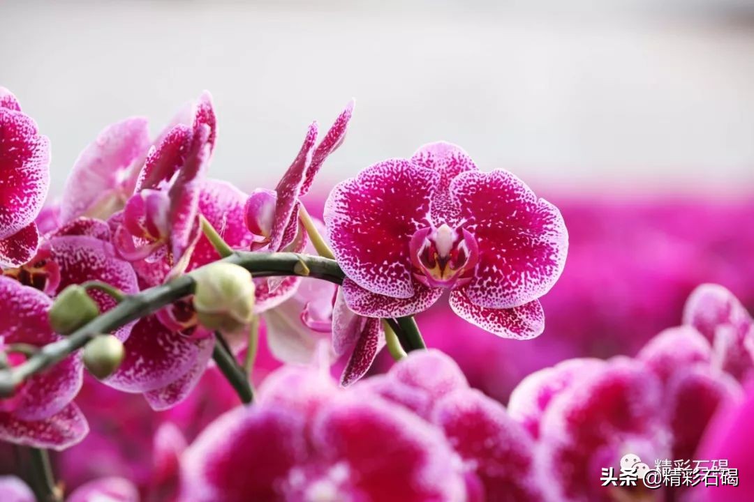 东莞石碣镇雅兰花卉新闻视频,雅兰花卉石碣