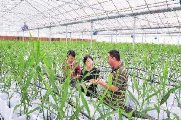 无土栽培蔬菜成本,无土栽培蔬菜投资成本如何