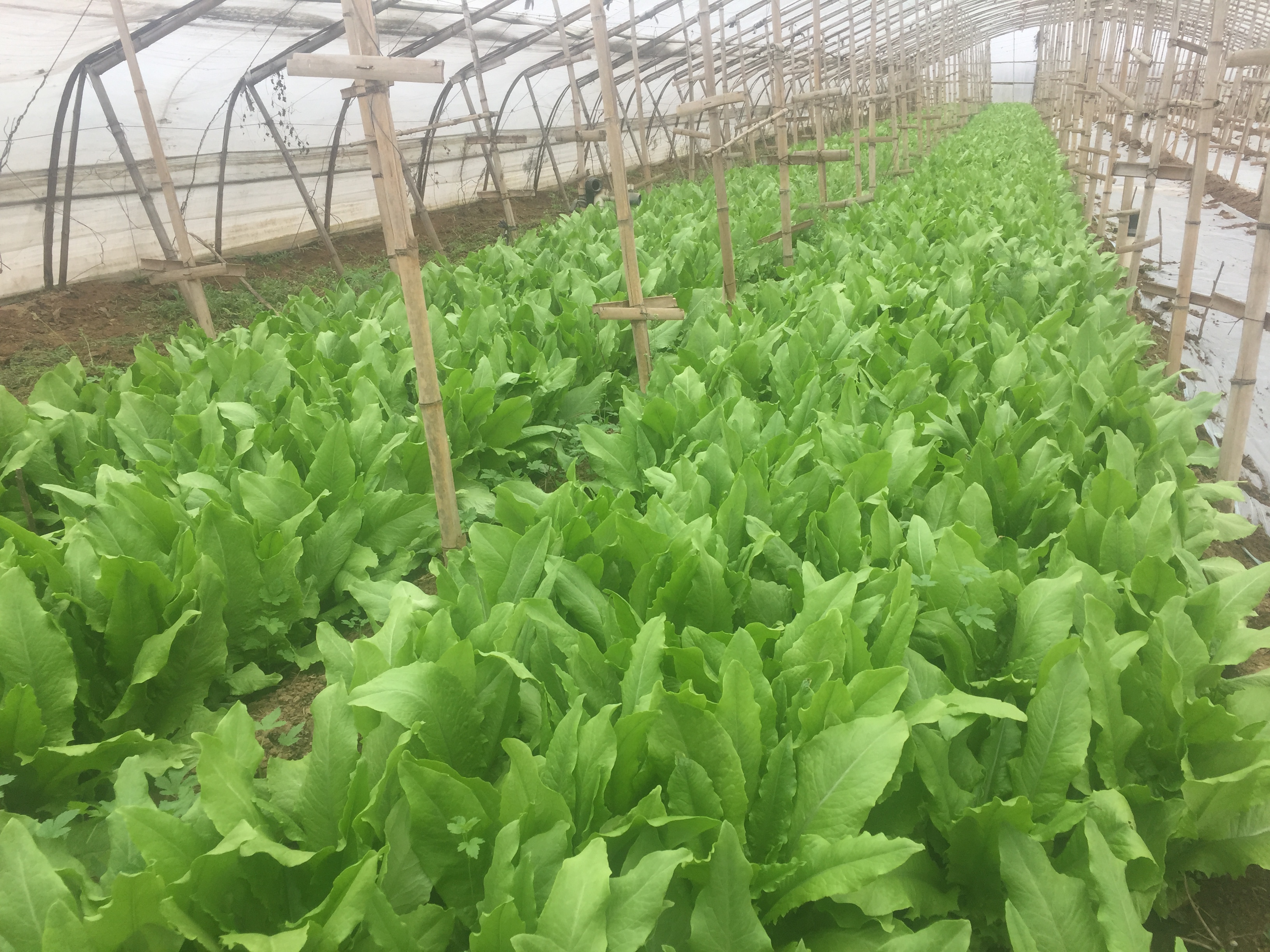 大棚长绿苔解决办法,大棚土壤发绿怎么办