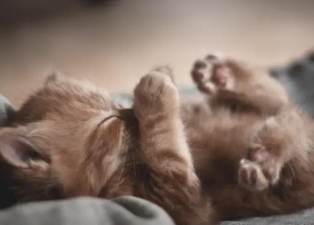 为什么母猫交配过程中撕心裂肺，而狗狗却静悄悄，本篇文章告诉你