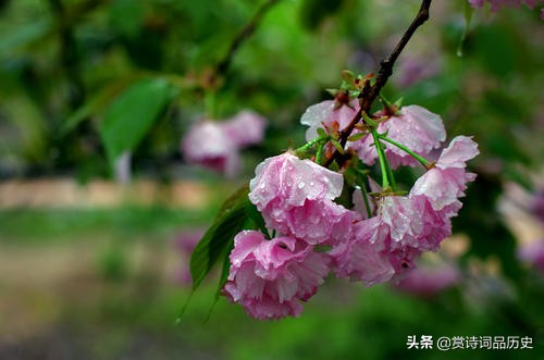被杜甫称赞笔落惊风雨的诗人,杜甫屋漏偏逢连夜雨完整诗