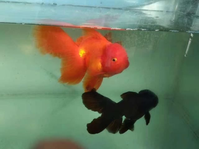 金鱼尾巴溃烂怎么回事,金鱼肚子溃烂用药后能恢复吗