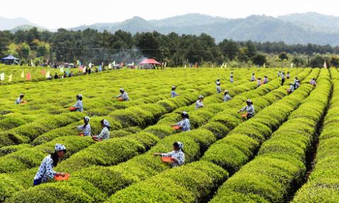 马云预言未来的20年农村6大机遇,马云预言农村未来什么最好