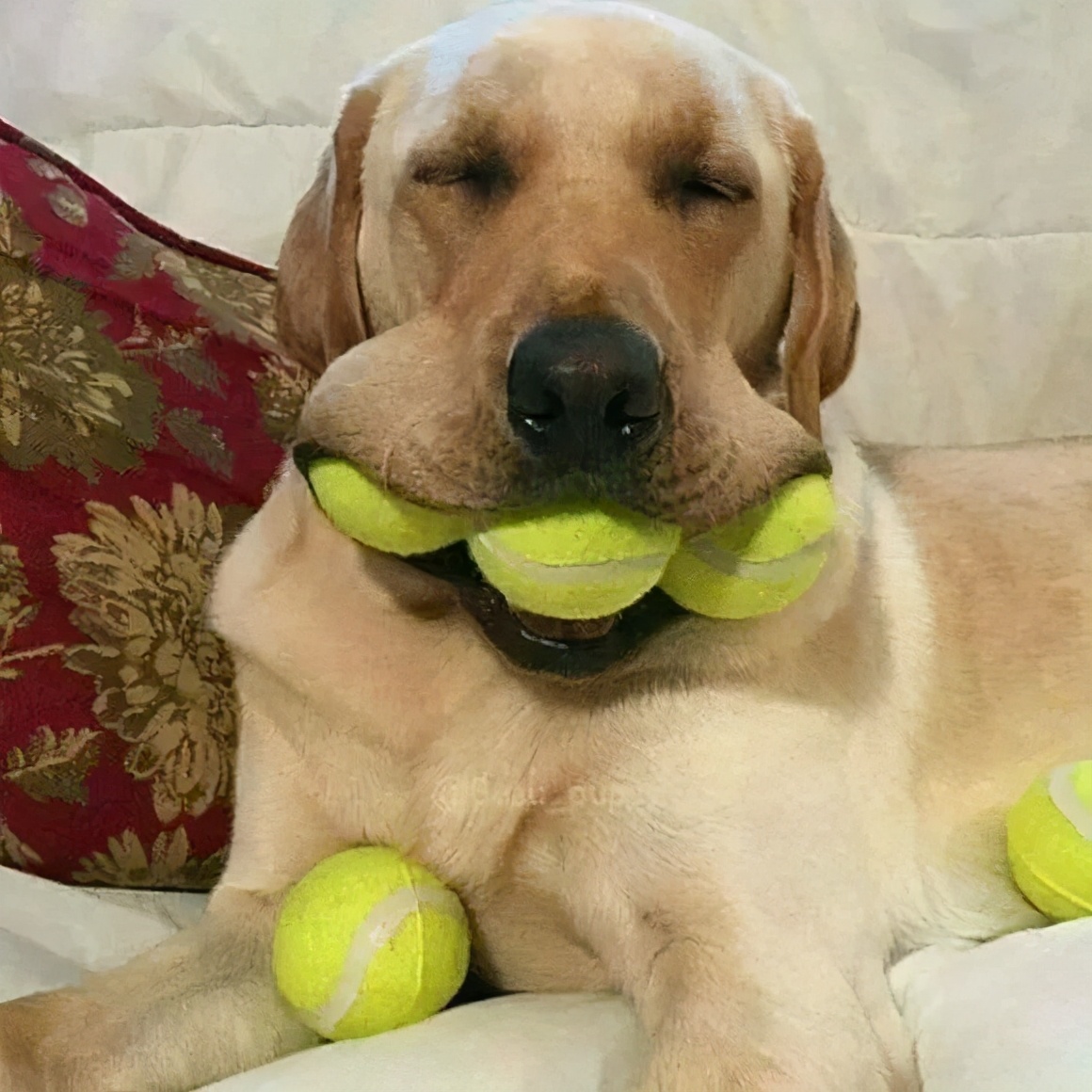 狗狗吃饭急得不得了,狗狗生病不吃饭的各种症状