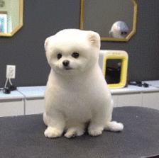 博美怀孕了会怎样,二哈让博美怀孕