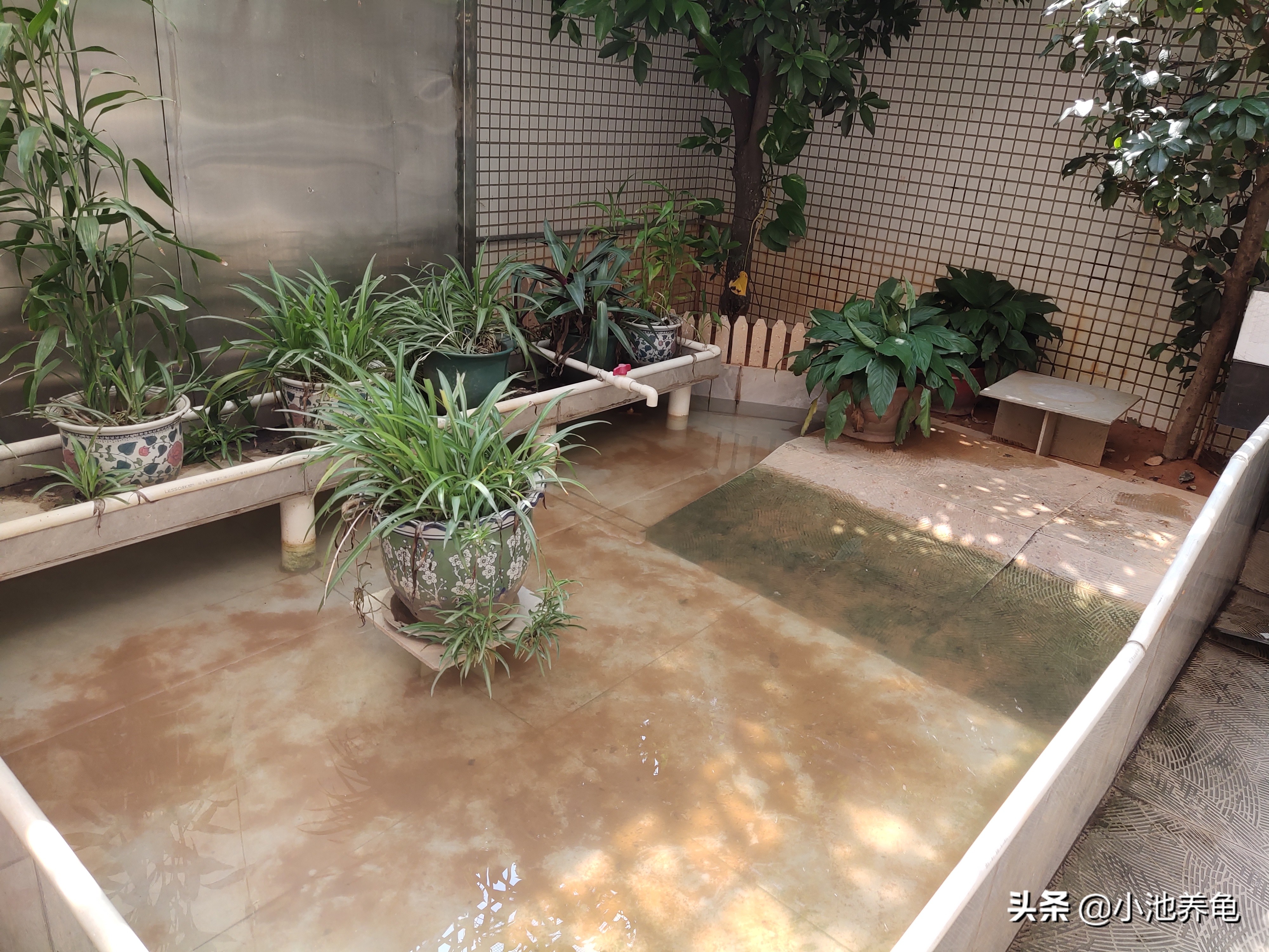 新手养龟最好养哪几种龟,小池养龟品种介绍