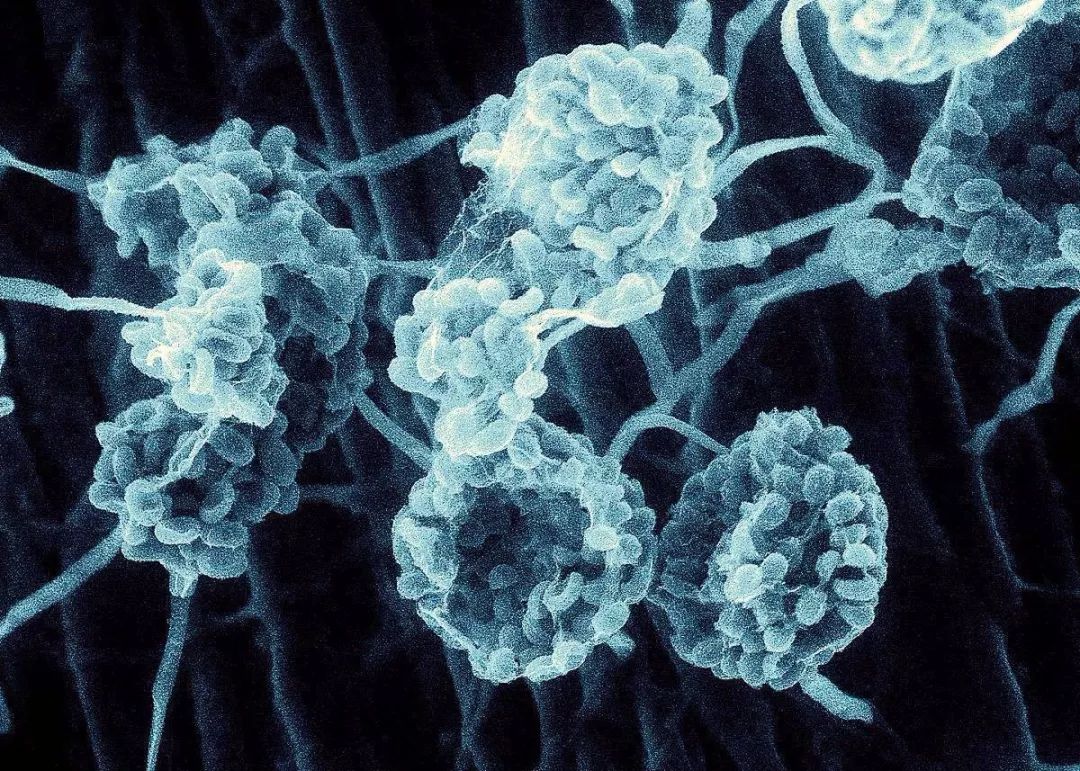 阴道炎会影响胎儿吗？​#清风计划#