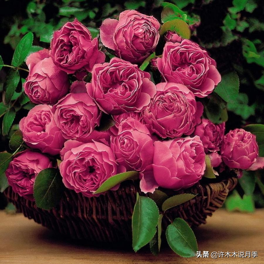 买回来的月季不长花骨朵怎么办,买回来的月季不开怎么回事