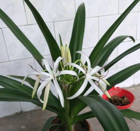 文殊兰在室内能生长吗,文殊兰种球如何栽种