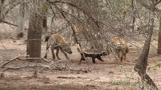 平头哥对上“非洲二哥”谁会赢？一个是真“虎”，一个是真牛