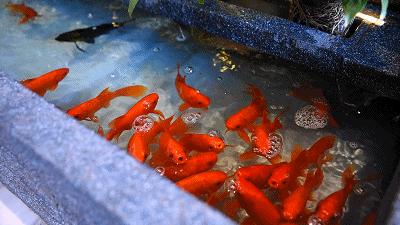 休闲养生瑶浴会馆推荐,热水浴休闲养生spa会馆推荐