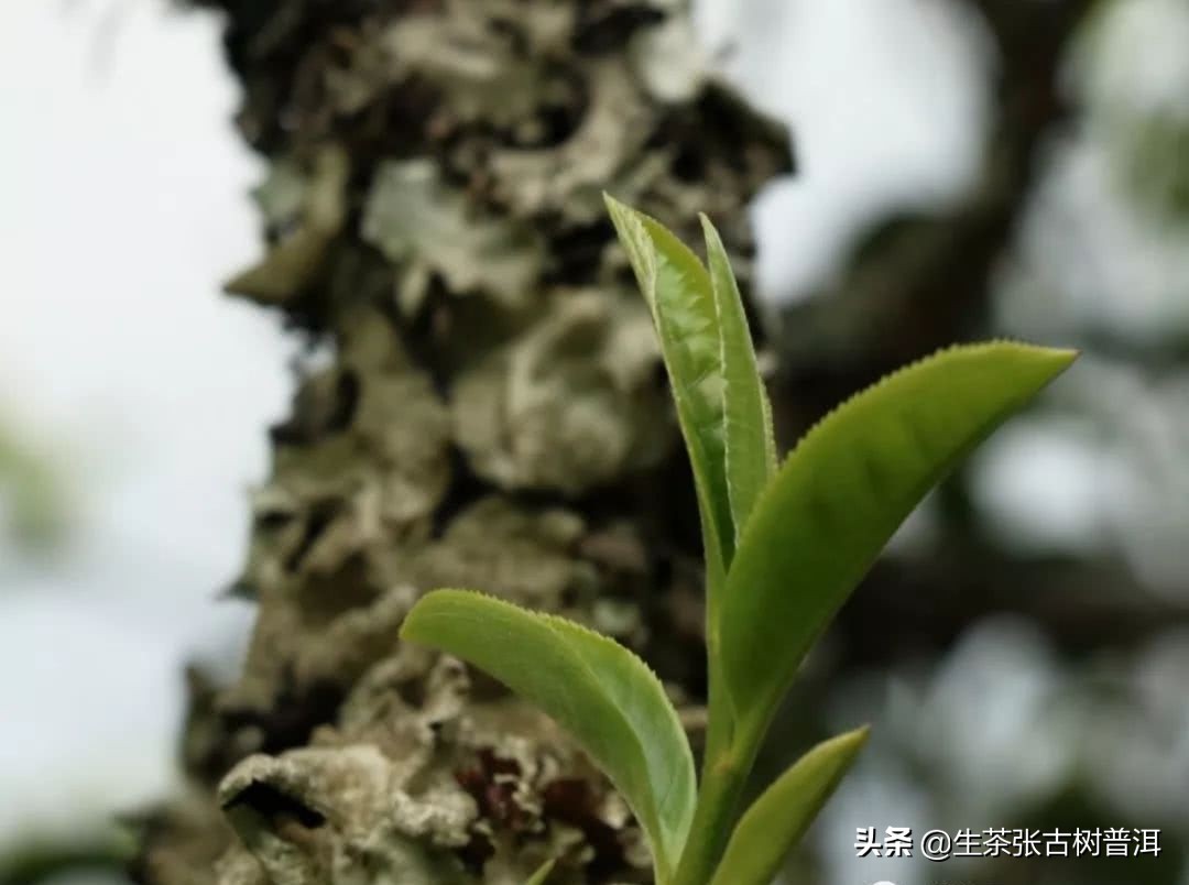 云南普洱茶山头茶知识,每个茶山普洱茶特点