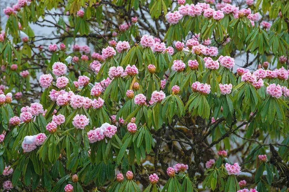 成都自驾百里杜鹃旅游攻略,万亩杜鹃花在青山幽谷