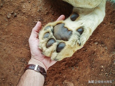 养狗狗怎么选品种,二十年养狗经验