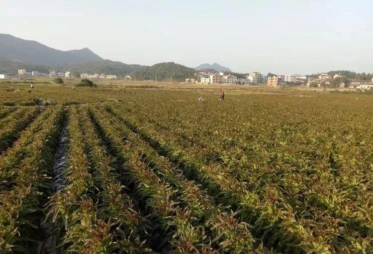 在农村创业九大赚钱项目,创业小项目农村小本创业门路推荐