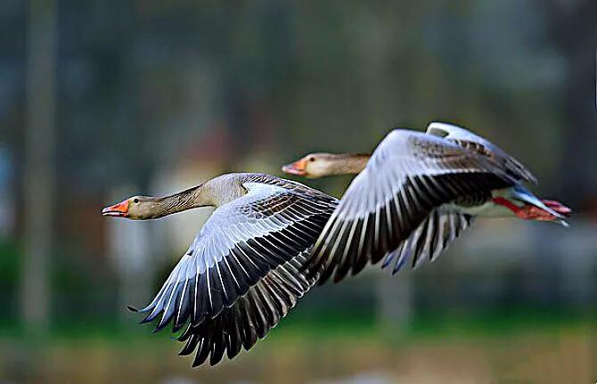 大雁属于杂食性的水禽,大雁最大品种