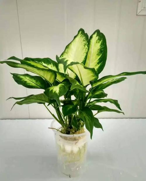 万年青用深盆还是用浅盆种植,养万年青有什么好处和坏处