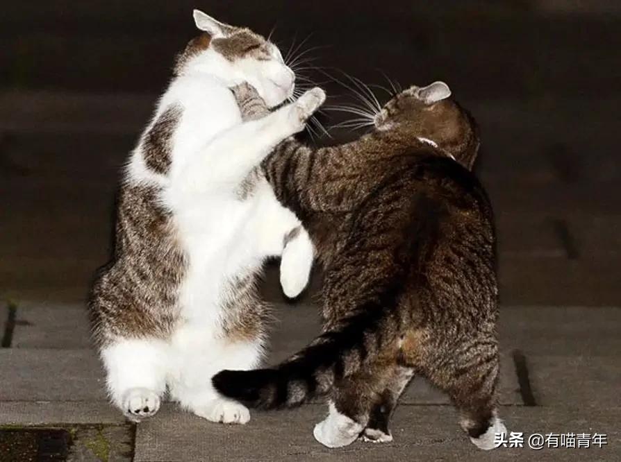 英国第一御猫,英国第一猫拉里视频