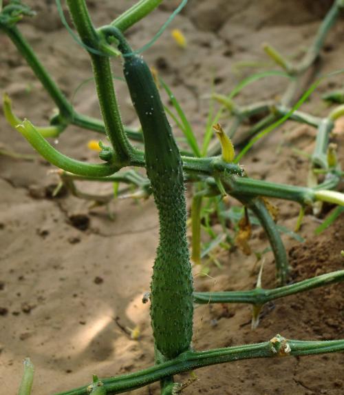 黄瓜弯曲的原因及解决方法,黄瓜生长期间怎么预防病害