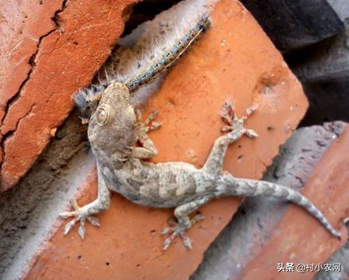 壁虎有毒吗家里有壁虎怎么办,农村常见的壁虎是什么品种