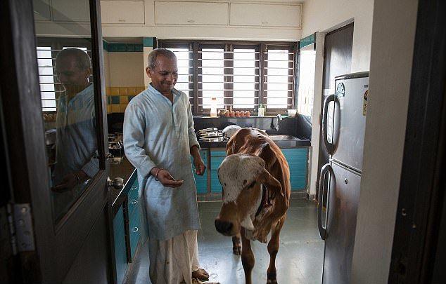 “印度牛人”帕萨纳：44岁富豪抛妻弃子，只为把心爱的母牛娶回家