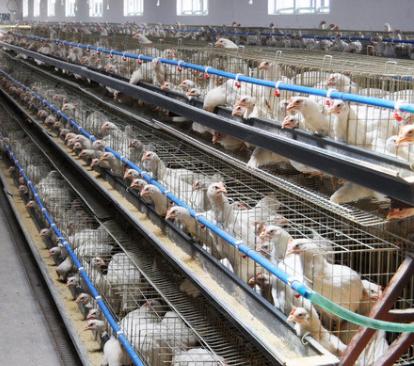 滑液囊支原体无药可救,滑液囊支原体可以治疗吗