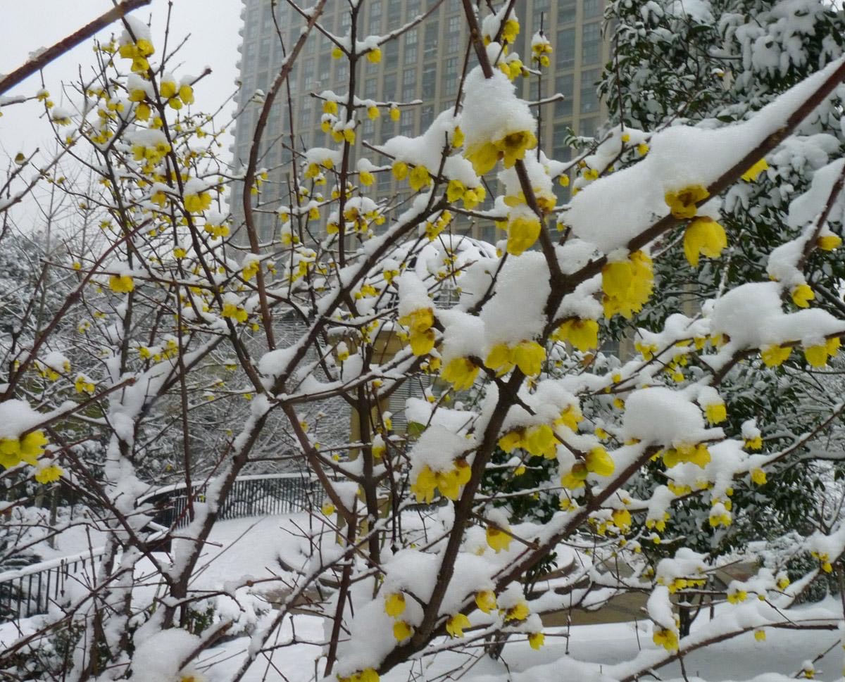 腊梅要怎么养开花才多,腊梅怎么养才好看