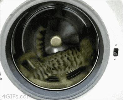 猫咪沾油怎么洗,猫咪沾满衣服怎么洗