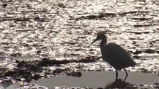 如何捕鱼跳跳鱼,野生跳跳鱼养殖