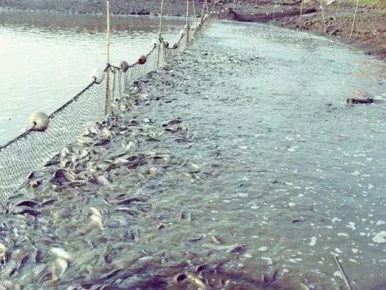 在农村养殖什么利润最高见效快,暴利养殖致富经历