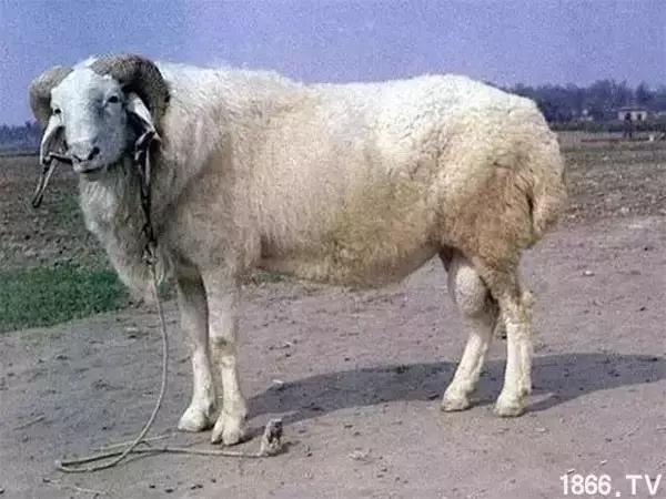最厉害的10种羊,最好的种羊是什么品种呢