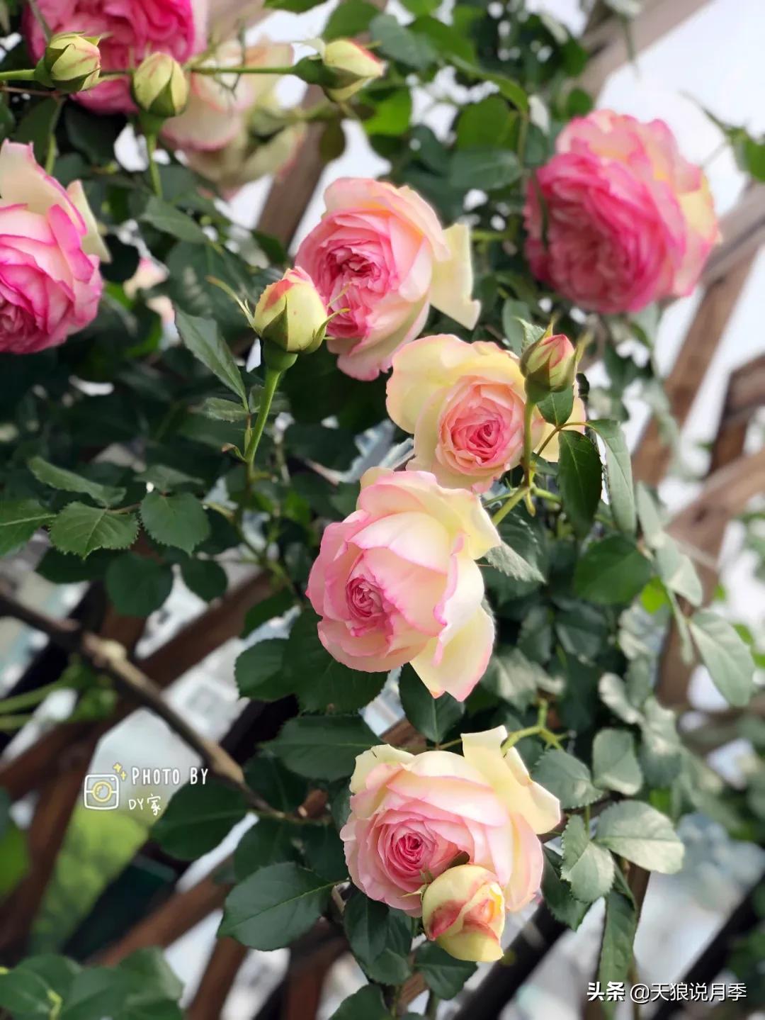 月季春季第一波花要不要剪,月季春季第一波花开后嫁接