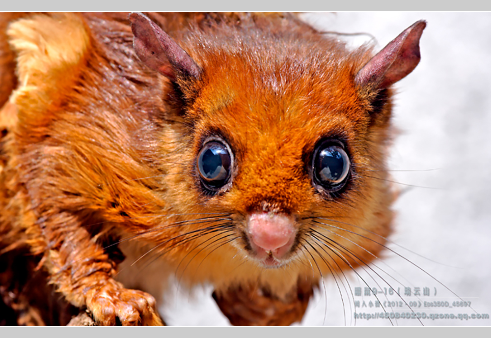 摄影飞行素材,飞鼠摄影作品欣赏