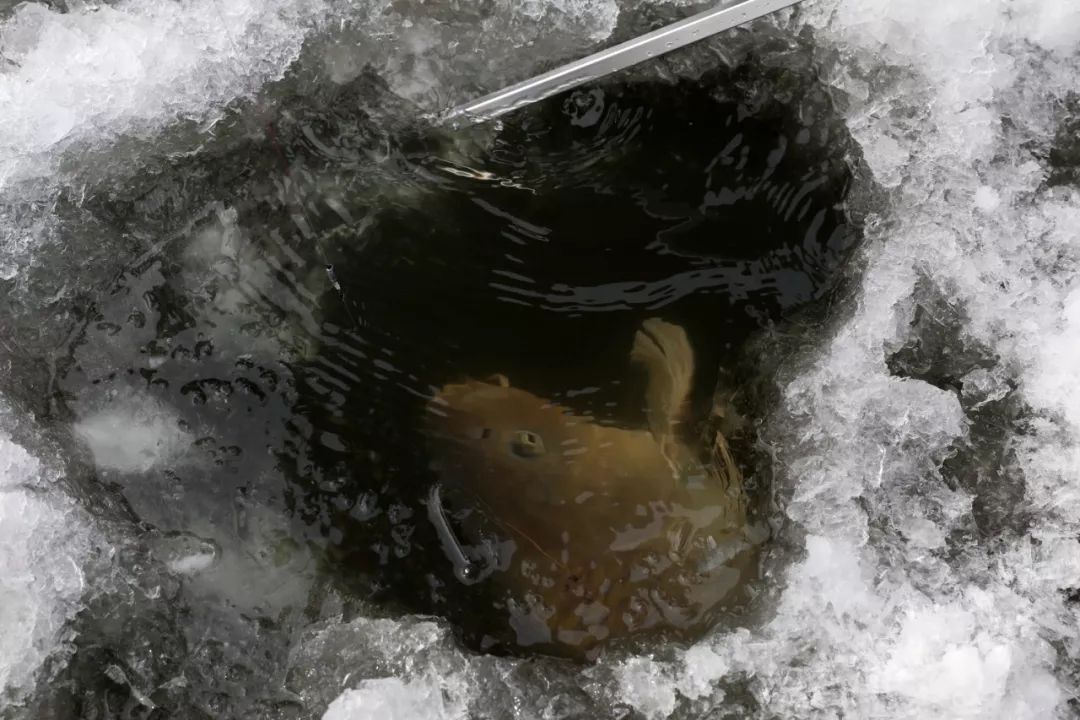 上州屋2019迎新春小西湖冰钓比赛圆满结束