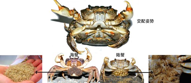 关于螃蟹科普知识,螃蟹科普