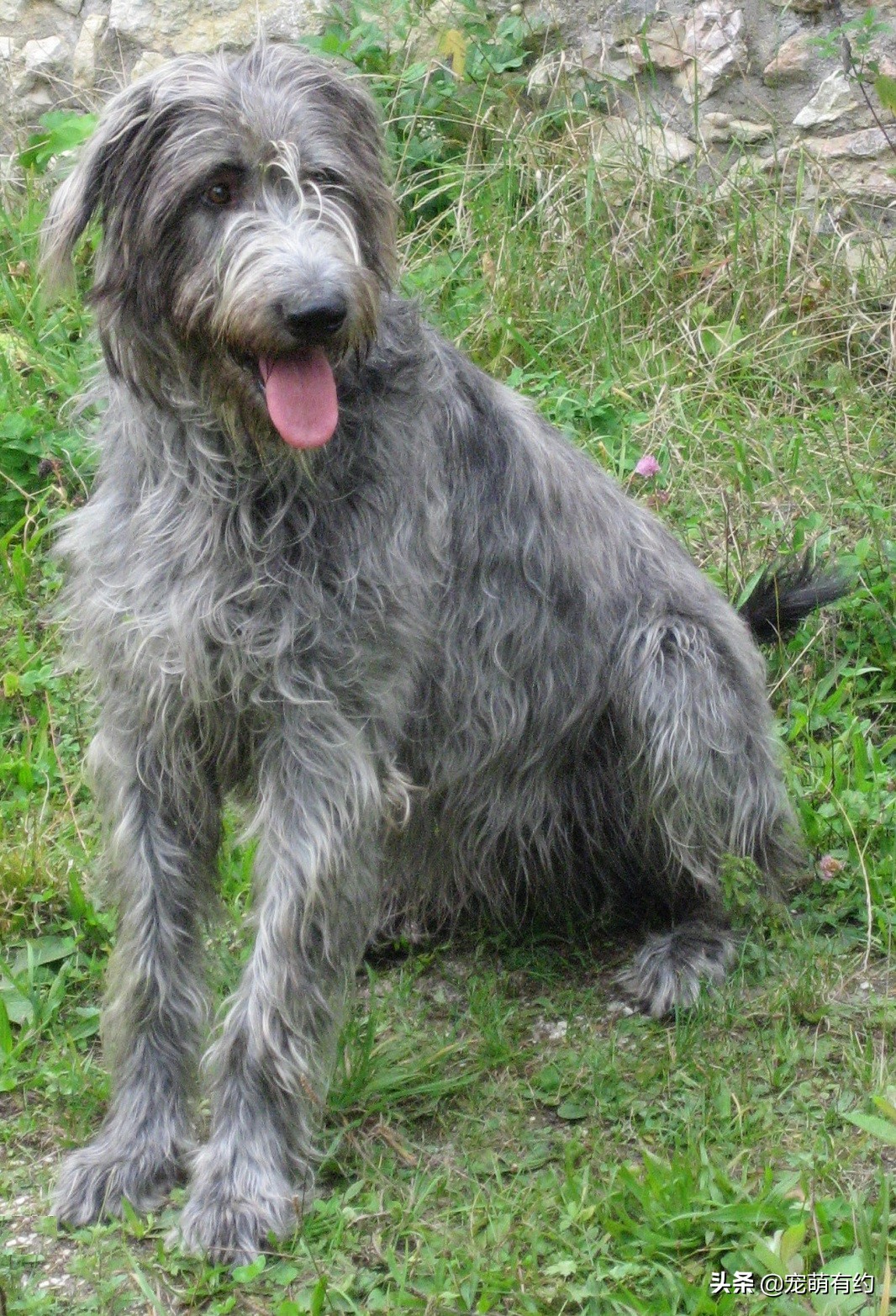 最好看的苏俄猎狼犬,最奇葩的爱尔兰猎狼犬