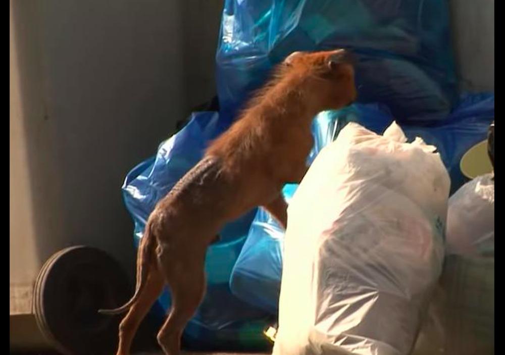 狗狗被烫掉毛了,狗狗被卖到宠物店了怎么办