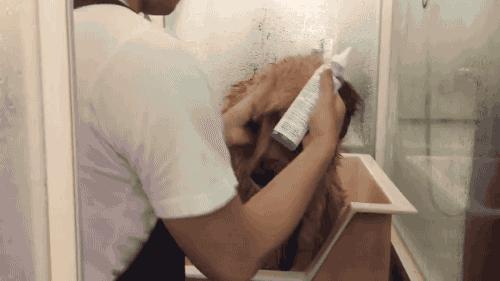 为啥狗去宠物店洗澡就老实了,狗为什么要去宠物店洗澡