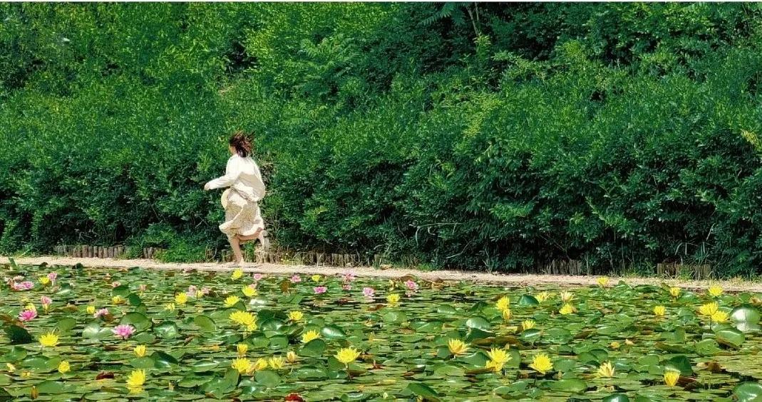 青岛粉黛花海拍照,青岛好看的拍照地怎么拍