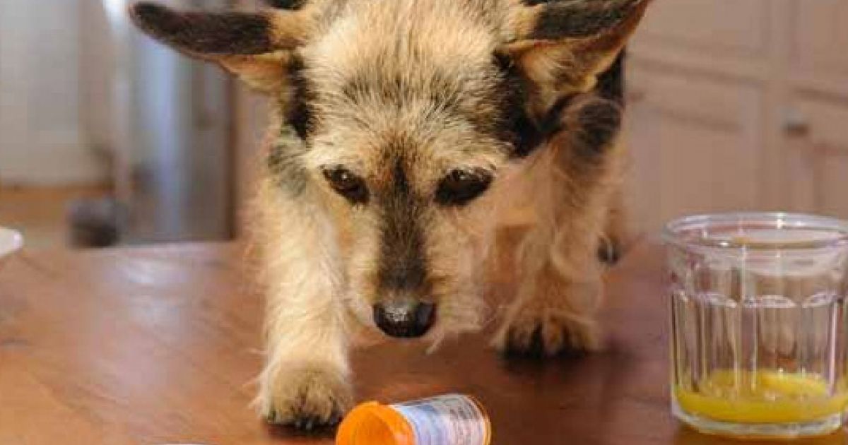 夏天狗狗没食欲,夏天狗狗突然没精神总趴着