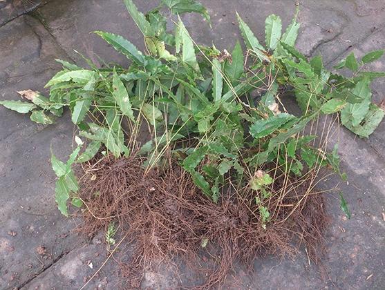 淫羊藿怎样育苗,淫羊藿田间管理方法