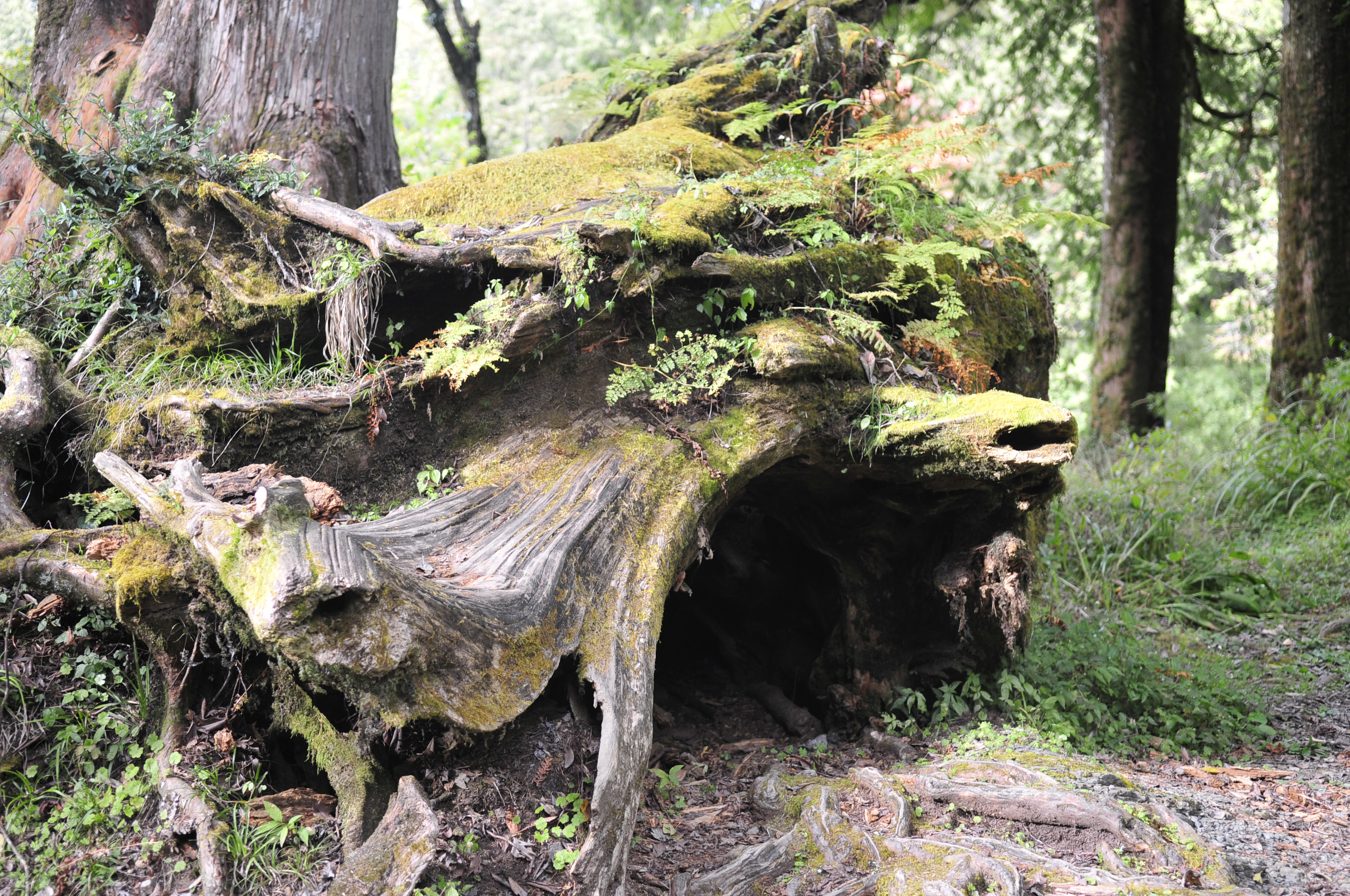 阿里山的故事传说,阿里山讲了一个什么故事
