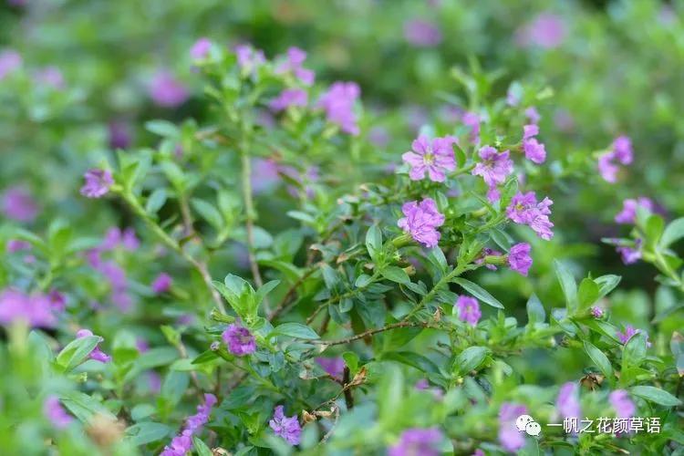 细叶萼距花耐寒吗,细叶萼距花喜光喜阴
