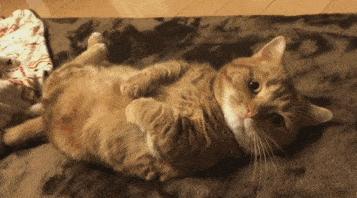 猫咪受到惊吓后如何安抚她,猫咪受到惊吓该怎样安抚