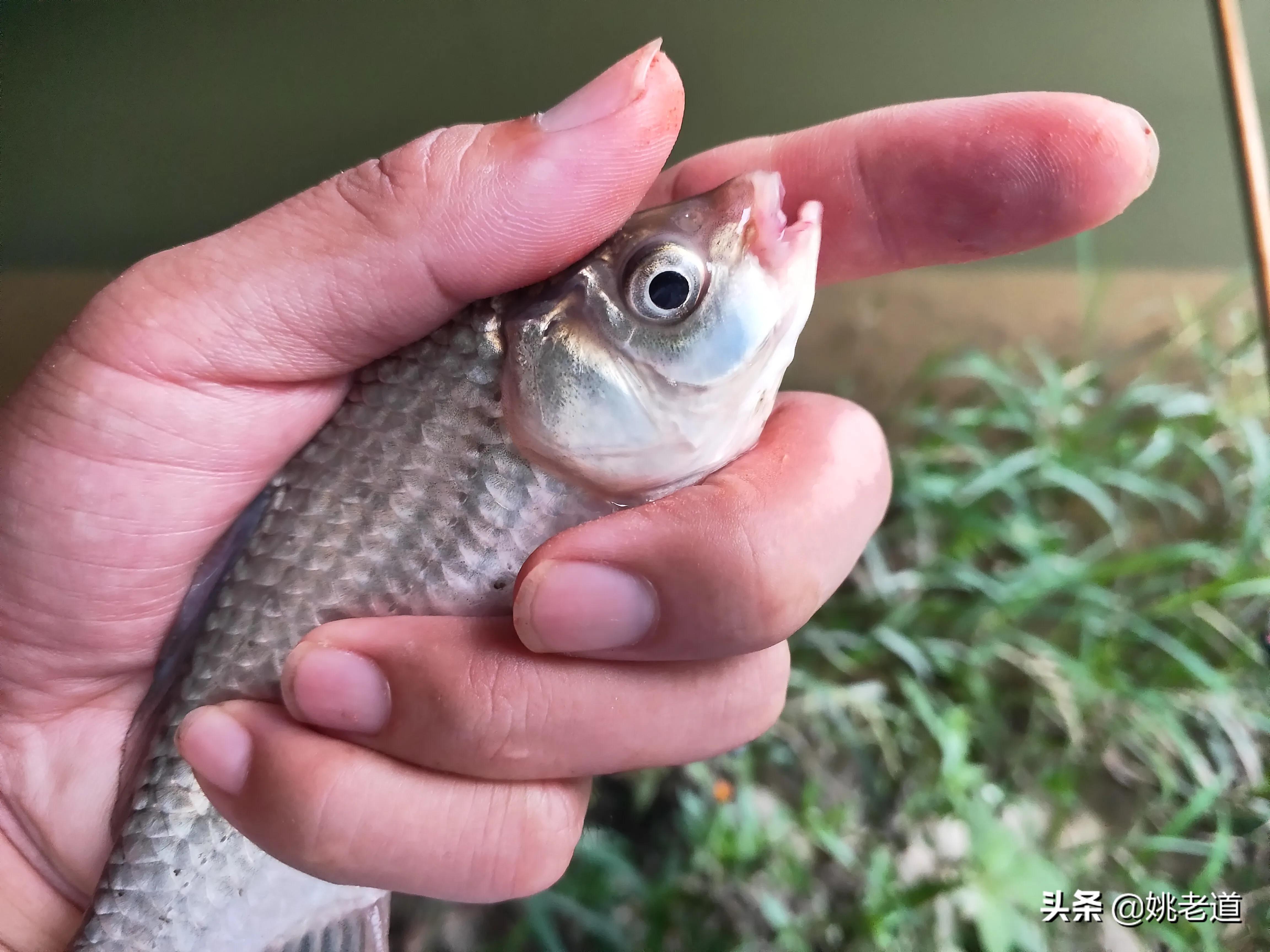 天凉后钓鱼,天凉了夜钓怎么钓好