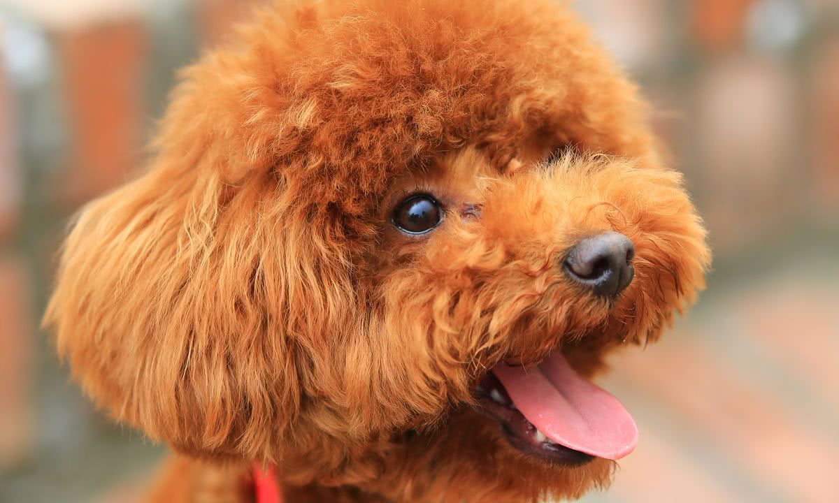 泰迪很瘦缺钙的表现,泰迪缺钙是什么样的