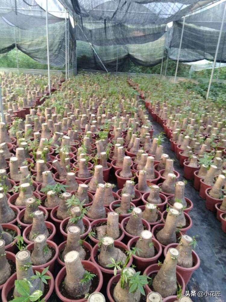 发财树花盆里放泡沫好吗,发财树花盆下部放泡沫吗