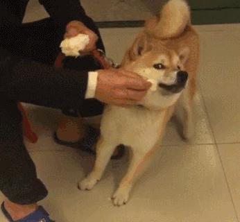 柴犬总是不吃狗粮怎么办,柴犬挑食的最佳治疗方法