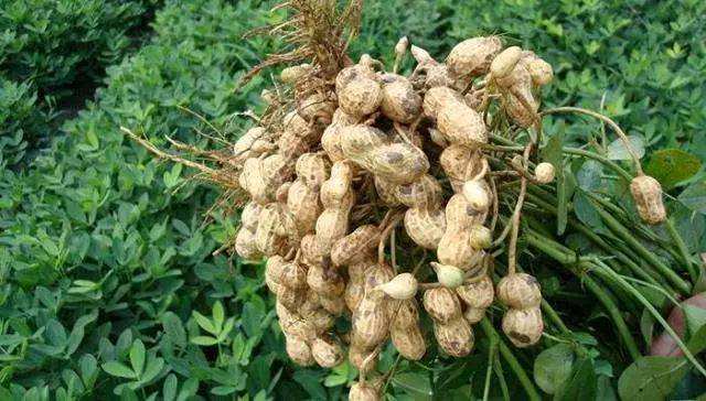 饲料厂做饲料的配方,饲料厂的配方哪来的