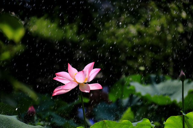 雷雨电闪雷鸣诗词,隐隐轻鸣启蛰雷